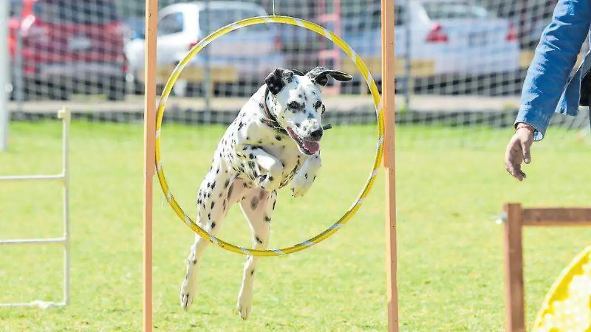 perros, mascota